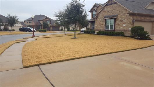 Winter Lawn Dormancy | Lawn Care | Weed Man Myrtle Beach